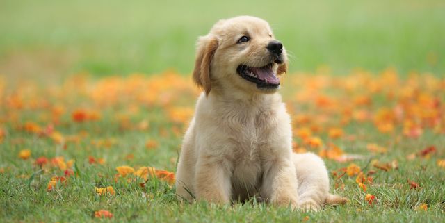 pet-names-for-puppies-dog